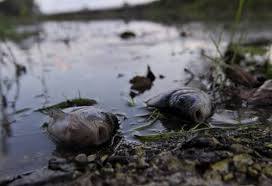 GEOPOLÌTICA DE LA BIODIVERSIDAD