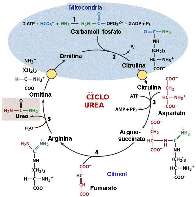 Trastornos del ciclo de la urea