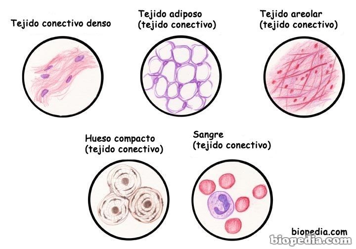 CELULAS Y TEJIDOS DEL CUERPO HUMANO