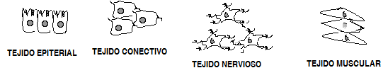 CELULAS Y TEJIDOS DEL CUERPO HUMANO