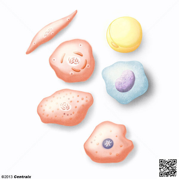 CELULAS Y TEJIDOS DEL CUERPO HUMANO