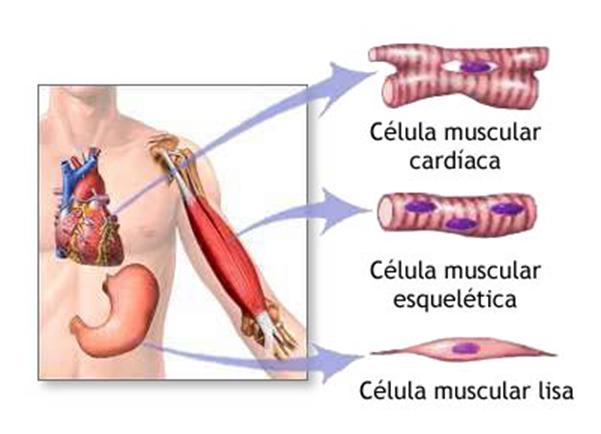 CELULAS Y TEJIDOS DEL CUERPO HUMANO