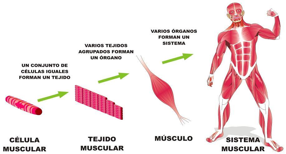 CELULAS Y TEJIDOS DEL CUERPO HUMANO