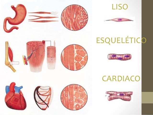 CELULAS Y TEJIDOS DEL CUERPO HUMANO