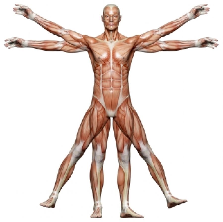 CELULAS Y TEJIDOS DEL CUERPO HUMANO