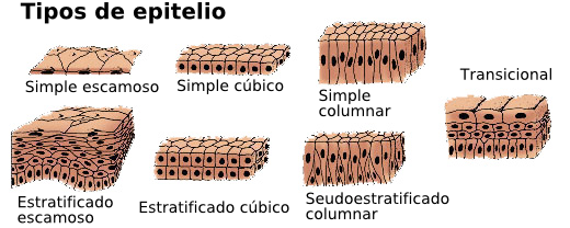 CELULAS Y TEJIDOS DEL CUERPO HUMANO