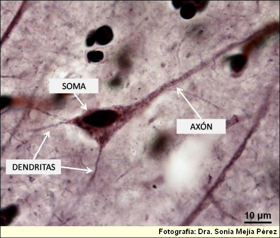 CELULAS Y TEJIDOS DEL CUERPO HUMANO