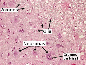CELULAS Y TEJIDOS DEL CUERPO HUMANO