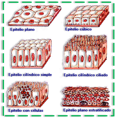 CELULAS Y TEJIDOS DEL CUERPO HUMANO