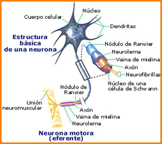 CELULAS Y TEJIDOS DEL CUERPO HUMANO