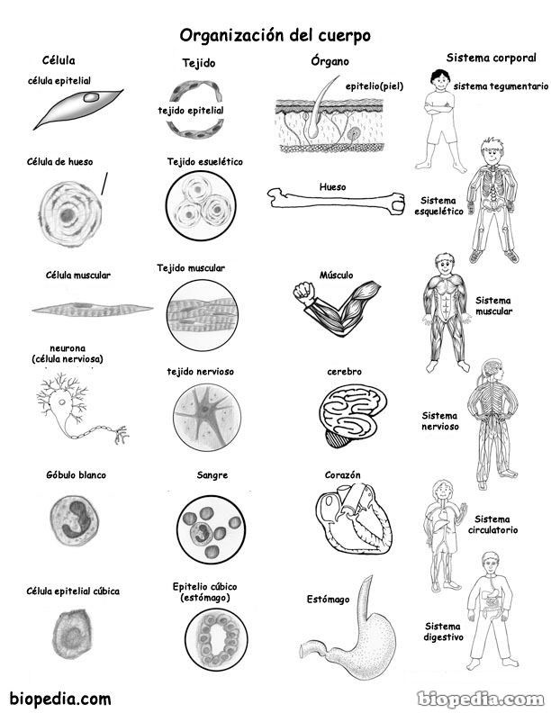 CELULAS Y TEJIDOS DEL CUERPO HUMANO