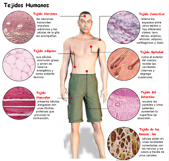 CELULAS Y TEJIDOS DEL CUERPO HUMANO