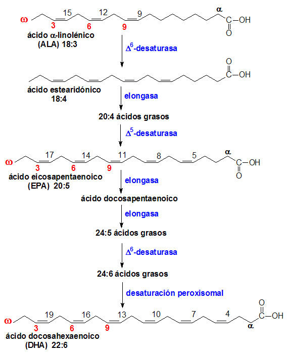 LOS ACIDOS GRASOS OMEGA 3 Y OMEGA 6 NUTRICION , BIOQUIMICA Y SALUD