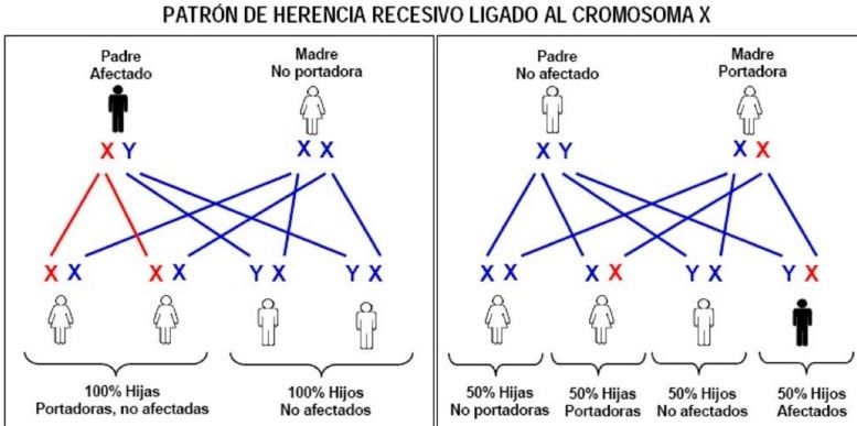 GENÉTICA. DIAGNÓSTICO PRENATAL Y TÉCNICAS INVASIVAS DE MONITORIZACIÓN FETAL. DROGAS Y MEDICAMENTOS