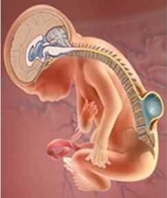 GENÉTICA. DIAGNÓSTICO PRENATAL Y TÉCNICAS INVASIVAS DE MONITORIZACIÓN FETAL. DROGAS Y MEDICAMENTOS