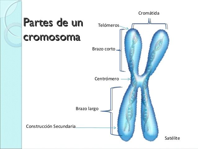 bases fisicas de la herencia...