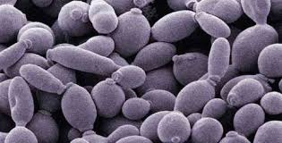 morfología y estructura de hongos,virus y nomenclatura de bacterias