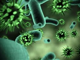 morfología y estructura de hongos,virus y nomenclatura de bacterias