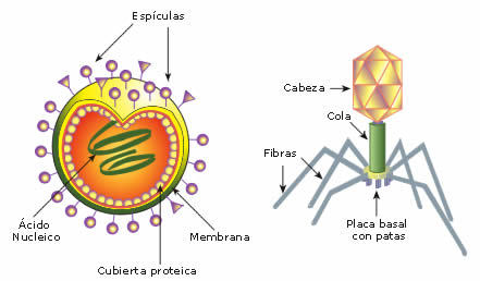 morfología y estructura de hongos,virus y nomenclatura de bacterias