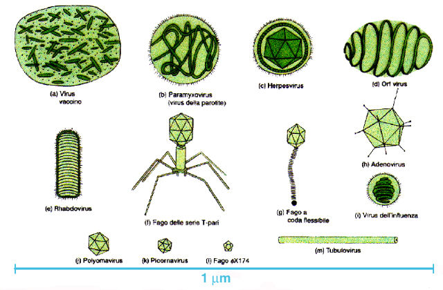 morfología y estructura de hongos,virus y nomenclatura de bacterias