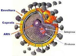 morfología y estructura de hongos,virus y nomenclatura de bacterias