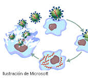 morfología y estructura de hongos,virus y nomenclatura de bacterias