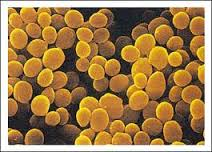 morfología y estructura de hongos,virus y nomenclatura de bacterias