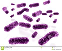 morfología y estructura de hongos,virus y nomenclatura de bacterias