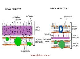 morfología y estructura de hongos,virus y nomenclatura de bacterias