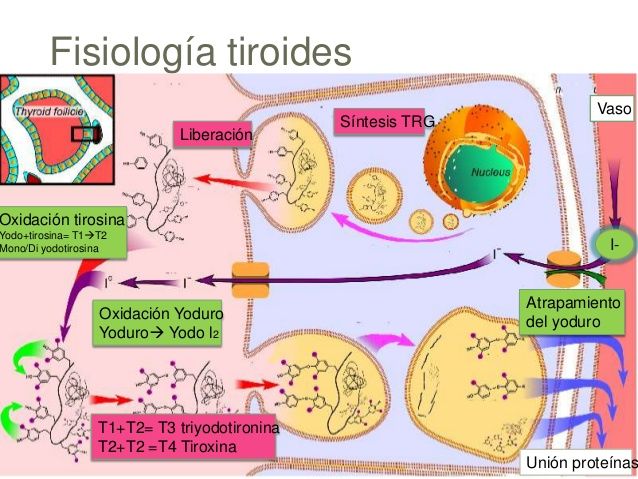 HISTORIA DE LA BIOLOGIA Y SUS GRANDES DESCUBRIMIENTOS