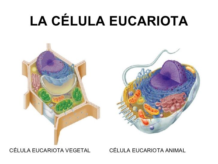 Introduce el texto aquí