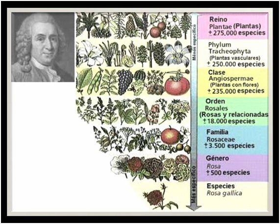HISTORIA DE LOS PRIMEROS DESCUBRIMIENTOS DE LA BIOLOGÍA