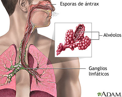 Bacterias esporuladas y no esporuladas