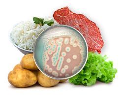 Bacterias esporuladas y no esporuladas