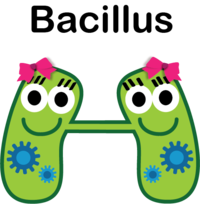 Bacterias esporuladas y no esporuladas