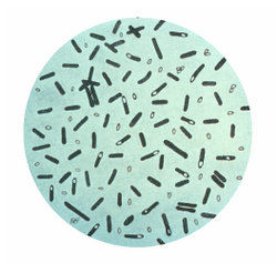 Bacterias esporuladas y no esporuladas