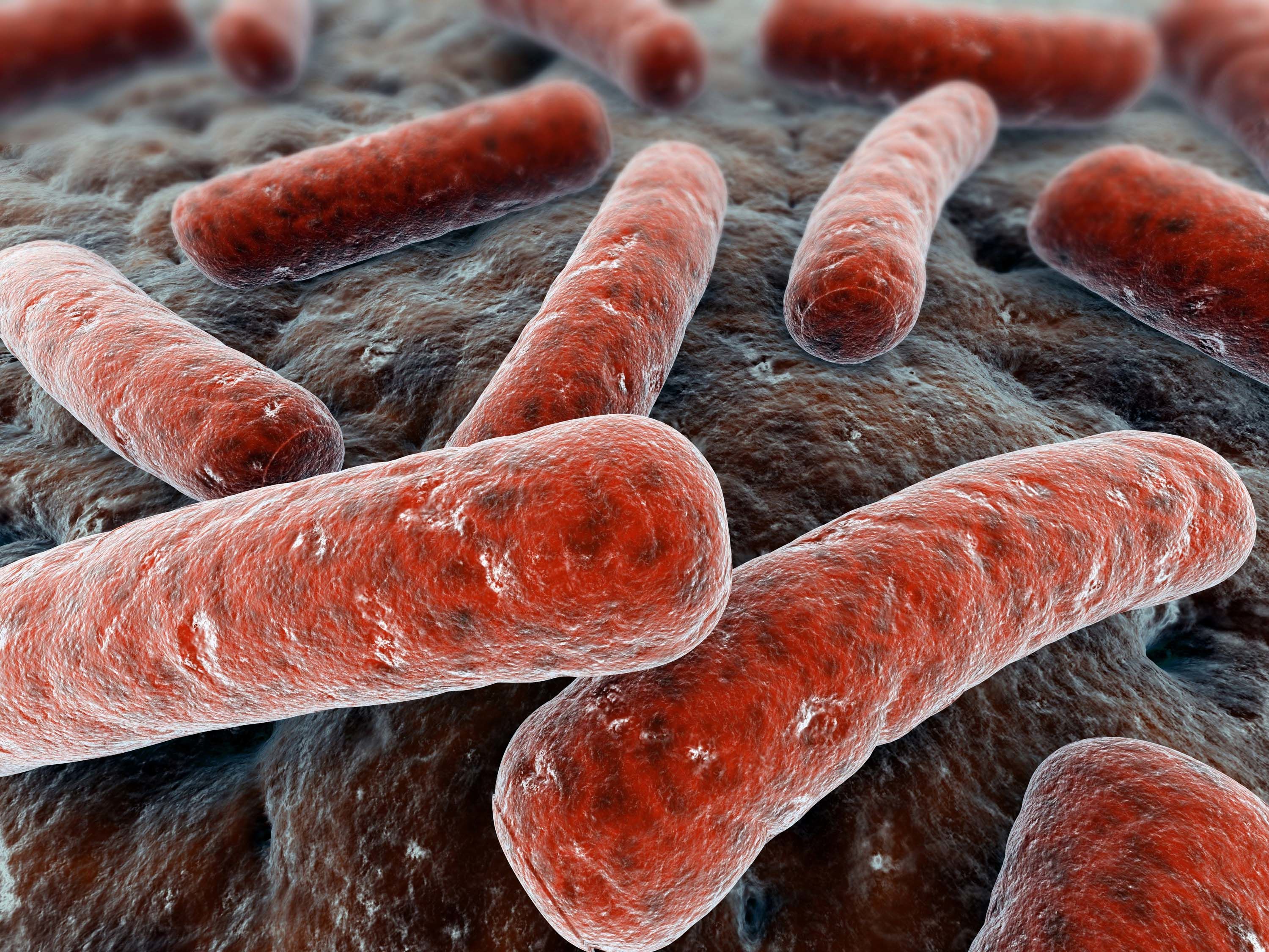 Bacterias esporuladas y no esporuladas