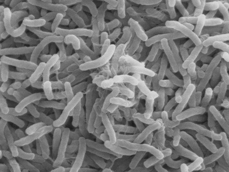 Bacterias esporuladas y no esporuladas