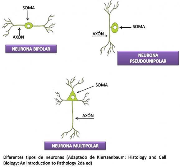 Estructuras Y funciones De Las Celulas Del Sistema Nervioso