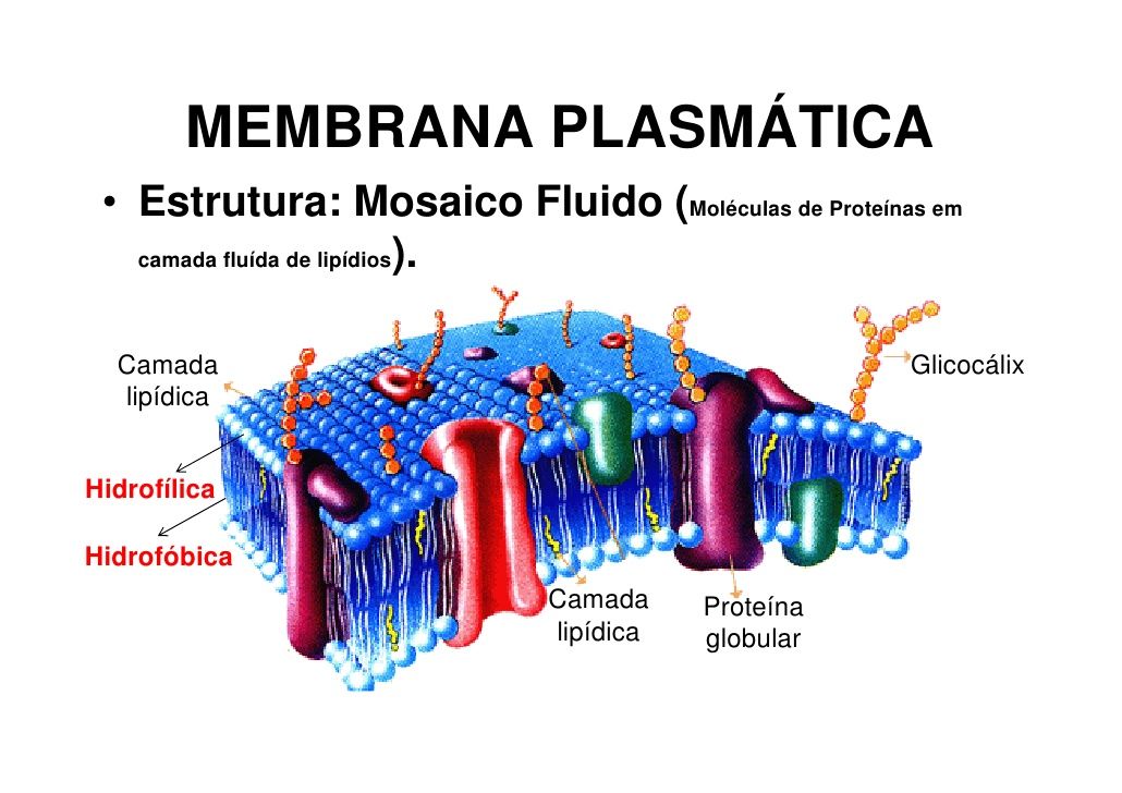 Estructuras Y funciones De Las Celulas Del Sistema Nervioso