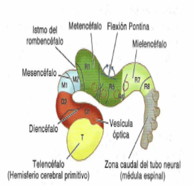 Desarrollo neurológico (gestación-nacimiento)