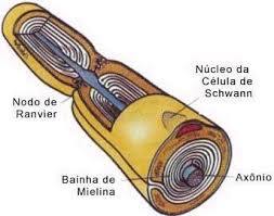 Estructuras Y funciones De Las Celulas Del Sistema Nervioso