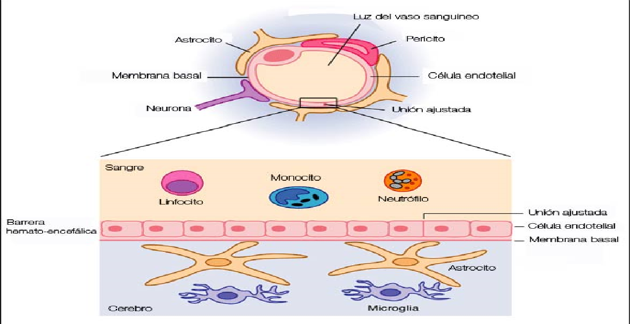 Estructuras Y funciones De Las Celulas Del Sistema Nervioso