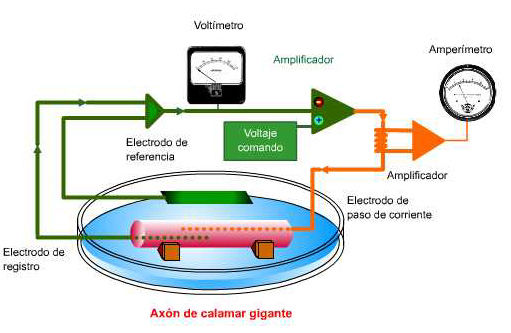 Estructuras Y funciones De Las Celulas Del Sistema Nervioso