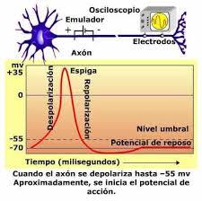 Estructuras Y funciones De Las Celulas Del Sistema Nervioso