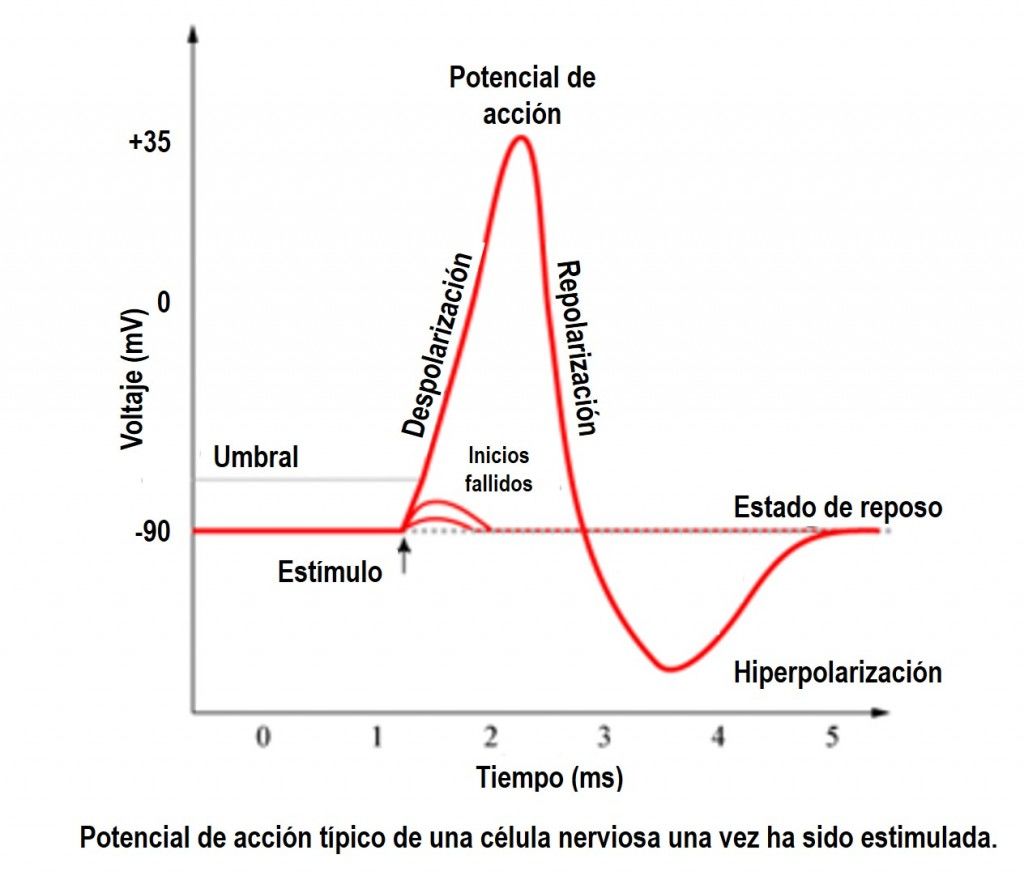 Estructuras Y funciones De Las Celulas Del Sistema Nervioso
