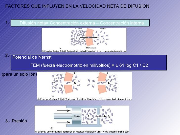 Estructuras Y funciones De Las Celulas Del Sistema Nervioso