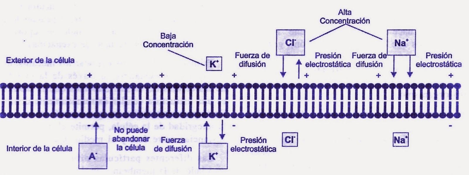 Estructuras Y funciones De Las Celulas Del Sistema Nervioso