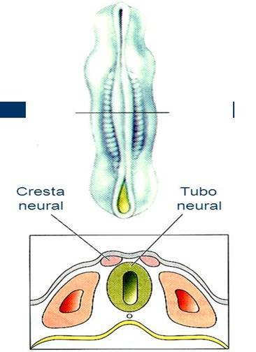 Desarrollo neurológico (gestación-nacimiento)