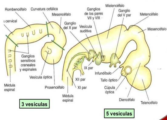 Desarrollo neurológico (gestación-nacimiento)